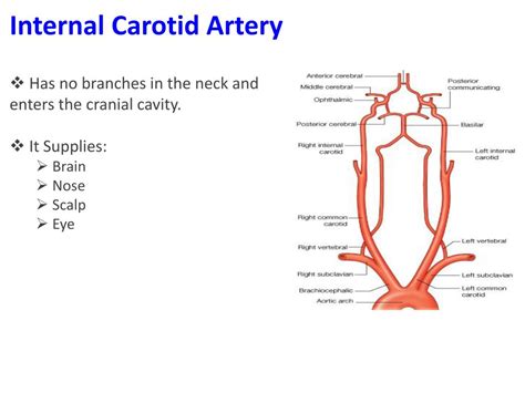Major Arteries In Neck : Major Arteries of the Head and Neck - The vertebral artery is a major 