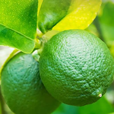 Looking for the home depot associate schedule login? Citrus Tree Problems: How to Check for Health - The Home Depot