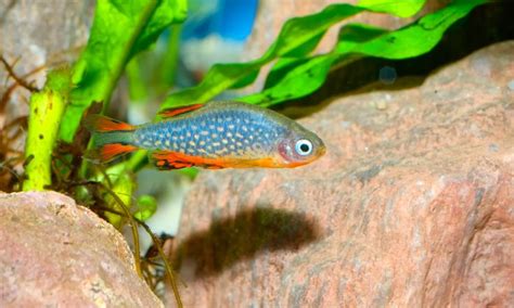 Top 15 Small Freshwater Fish For Smaller Aquariums