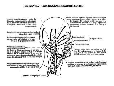 Atlas De AnatomÍa Humana 467 Cadena Ganglionar Del Cuello