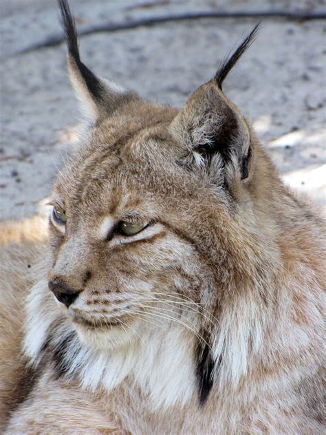 Siberian Lynx David Lopez Flickr
