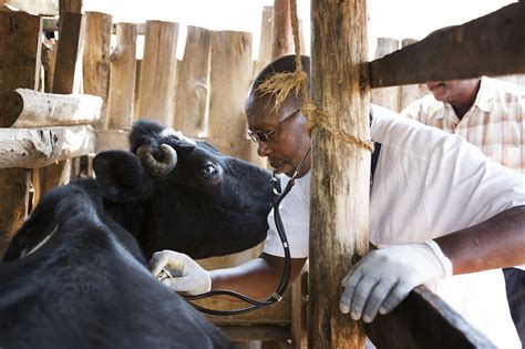Pride In Profession See The Passion Of Veterinarians And Farmers