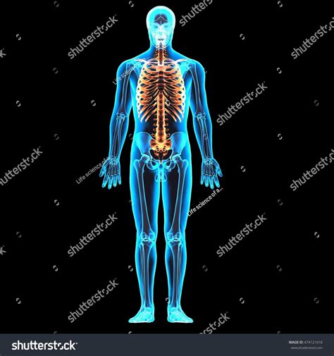 Human Body Xrays Spine Bones Highlighted Stock Illustration 474121018