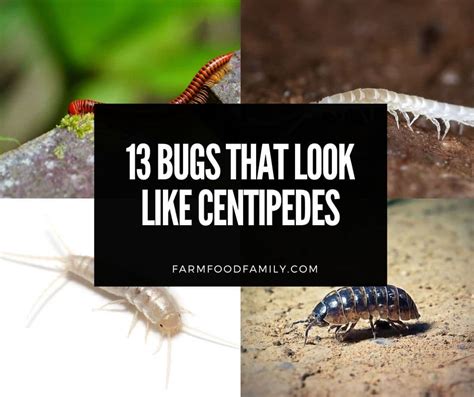 13 Bugs That Look Like Centipedes How To Identify And Get Rid Of Them