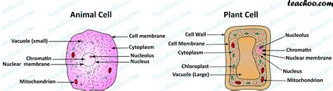 What Are 2 Differences Between Plant And Animal Cells Printable