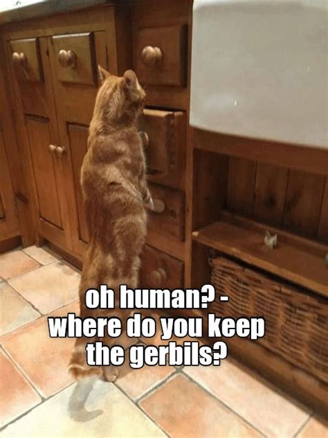 Oh Human Where Do You Keep The Gerbils Funny Animal Pictures