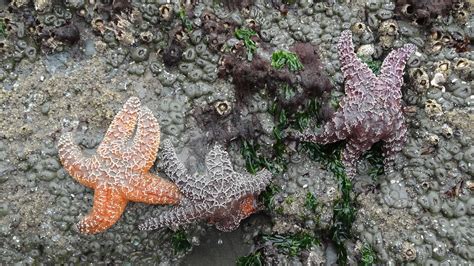 Starfish Ruby Beach Olympic Np Wa Wa Jefferson County Flickr