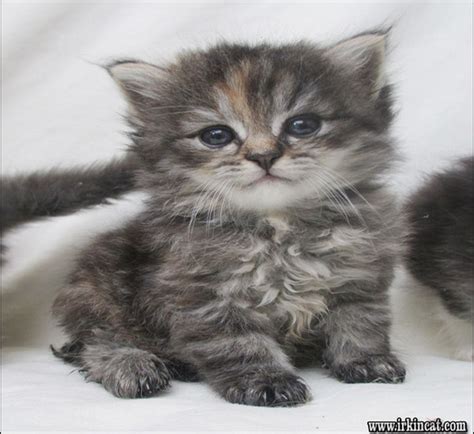 They are great with families with kids because they are both affectionate and playful. Siberian Kittens For Sale Near Me - petfinder