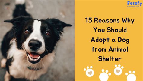 15 Reasons Why You Should Adopt A Dog From Animal Shelter Petofy