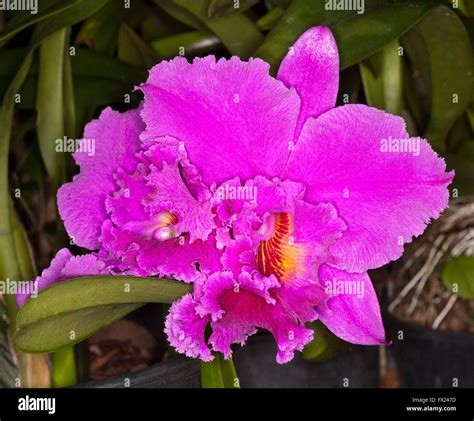 Spectacular Large Vivid Magenta Pink Purple Perfumed Flower Of