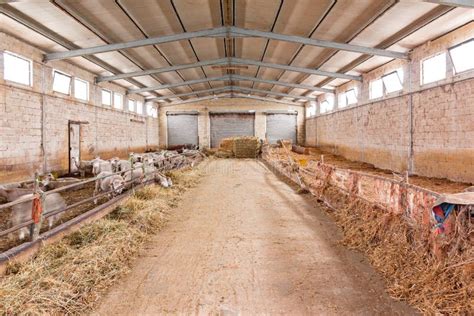 Sheep Barn With Straw Stock Image Image Of Feed Flock 62440971