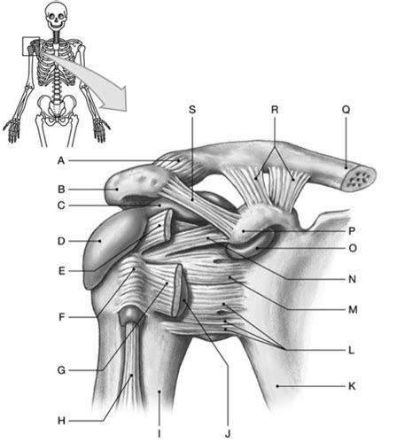 Right Shoulder Anatomy Diagram Caspian Esquivel