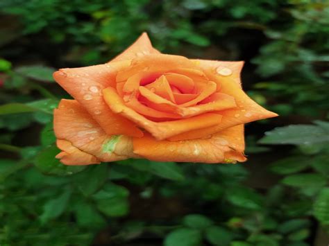 Well Watered Orange Rose Plant For Garden Winter Rs 50 Piece Id