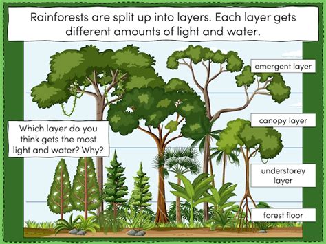 Investigating The Layers Of A Tropical Rainforest Teach It Forward