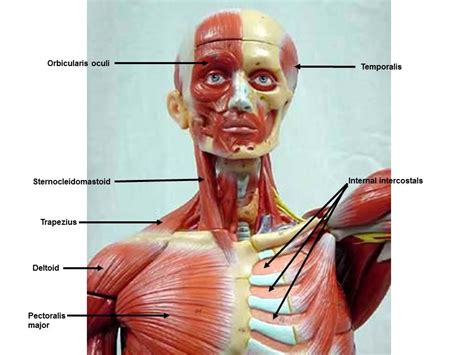 The chest anatomy includes the pectoralis major, pectoralis minor and the serratus anterior. Muscle Models