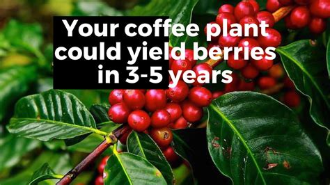 How To Grow A Coffee Plant At Home Youtube