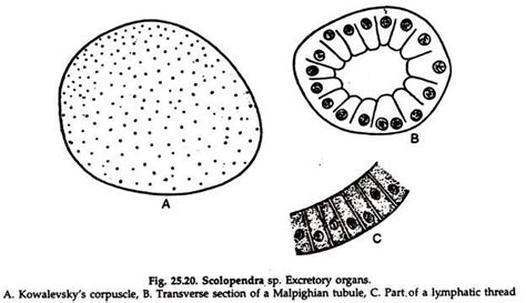 Scolopendra Locomotion And Reproduction Zoology