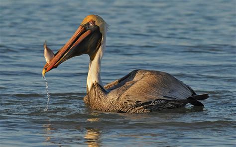 Pelican With Fish Photograph By Dave Mills