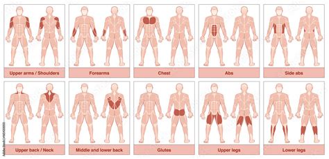 Biggest Muscle Group In Human Body