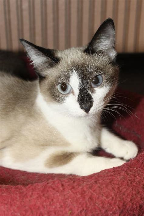Siamese cats are generally people lovers, and they more likely to show great interest in whatever you're doing. Buttons the Siamese Snowshoe Mix Kitten's Web Page