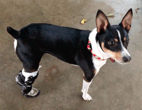 Amos And His Orthopets Tarsus Device Dog Ankle Brace