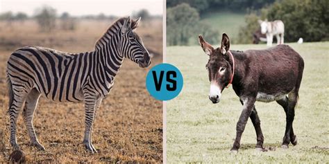Are Zebras Donkeys Helpful Horse Hints