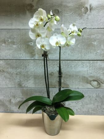 A fantastic collection of 2020 fall and autumn flowers for any occasion from september to november. Double Stem Orchid Double Stem White Orchid in Toronto, ON ...