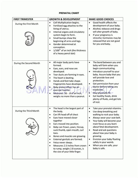 Stages Of Prenatal Development Worksheet