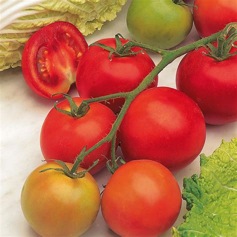 Tomato F1 Shirley Seeds