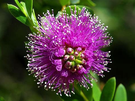 Filebeautiful Purple Flower Wikimedia Commons