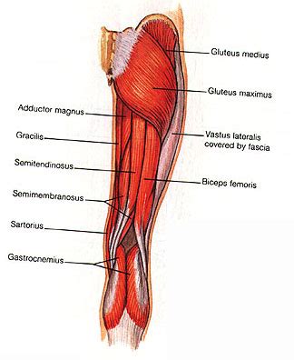 The large thigh muscle on top is called the quariceps, the bottom or back of the thigh is the hamstring, the large bone is the femur. Fit Image Personal Training Studio: 3 Headed Monster Cure ...
