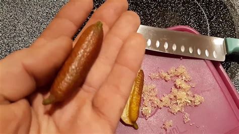 Australian Finger Limes A Culinary Explosion Youtube