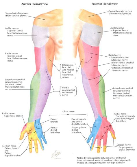 Upper Extremity Dermatomes Nerve Anatomy Radial Nerve Upper Limb