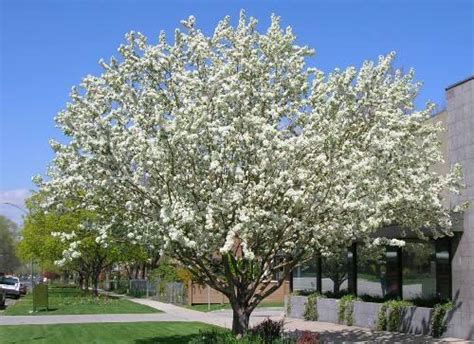 White flowers in spring followed by small, pink berries foliage: Spring Snow Crabapple | Turcks Trees
