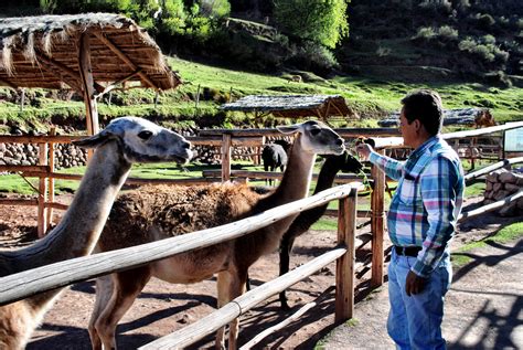 Alpaca Farm - Tour Guide - Peru - Sacred Valley - Married with Wanderlust