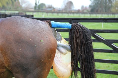 Foaling Your Mare Matamata Veterinary Services