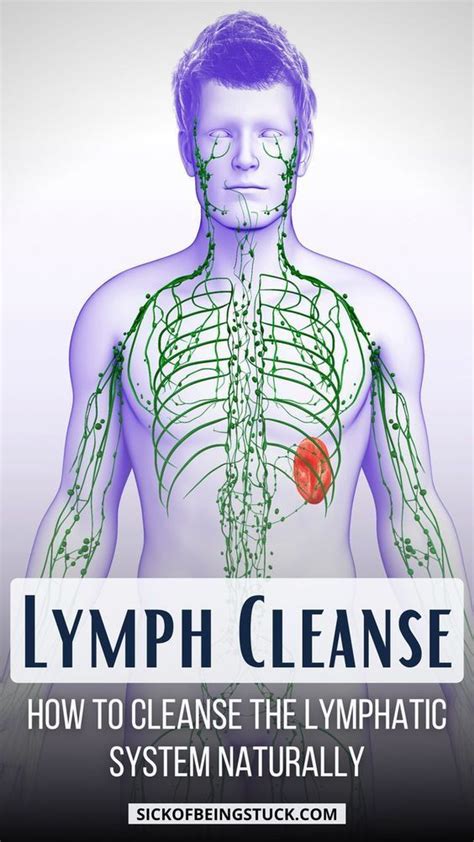 Pin On Lymphatic System Cleanse