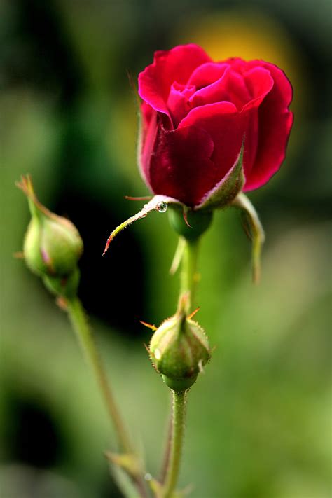 Love Romantic Rose Wallpaper Flowers Images Download Free Mock Up