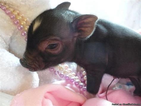 Micro Miniature Teacup Pigs For Sale Price 185000 In Goldendale