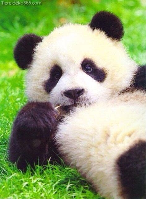 This account has been suspended. Lustige Panda-Bilder, die uns Befürchtung zeugen - tiere ...