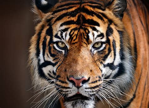 Tigers Stock Photos Pictures And Royalty Free Images Istock