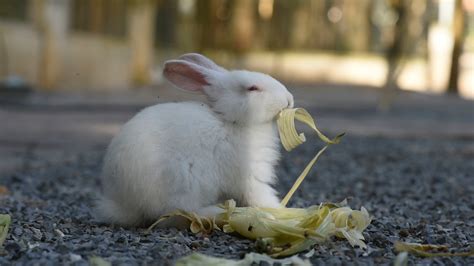 So wird ihrem kaninchen bestimmt nicht langweilig. Kaninchen: Haltung in Haus und Garten | ZooRoyal Magazin
