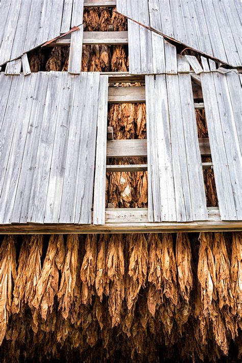 Kentucky Tobacco Farm At Harvest Travel Photography Blog