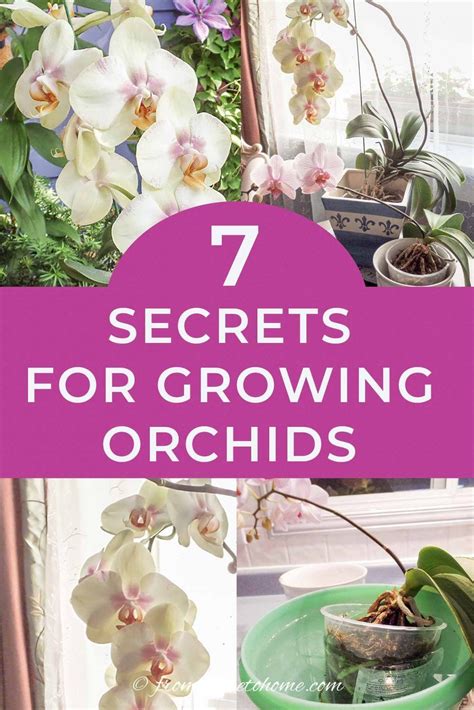 These Tips To Orchid Care For Beginners Are Great Find Out All The