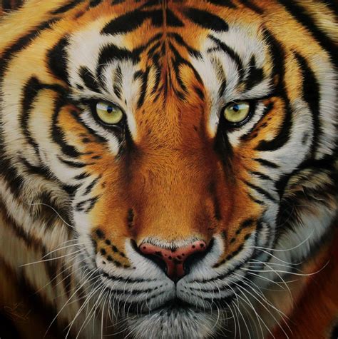 Tiger By Raipun On Deviantart