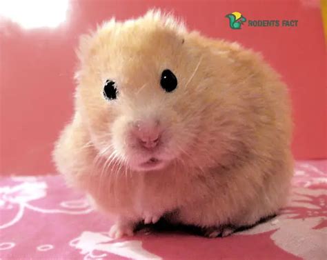 How Long Can A Hamster Live With A Tumor
