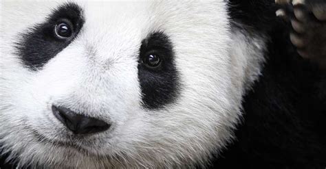 Zoo Atlantas Giant Panda Twins Are Growing Fast And Now You Can Watch