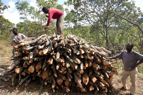 Deforestation In Malawi Gennaccollins