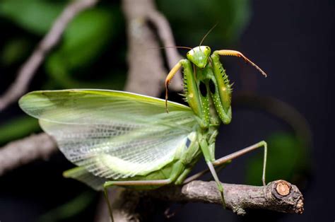Do Praying Mantises Have Wings And Can They Fly Whatbugisthat