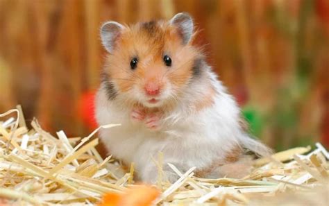 Syrian Hamster Facts Faqs Hamster Care Guide